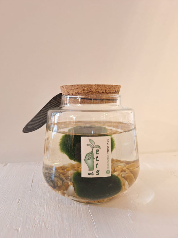 MARIMO